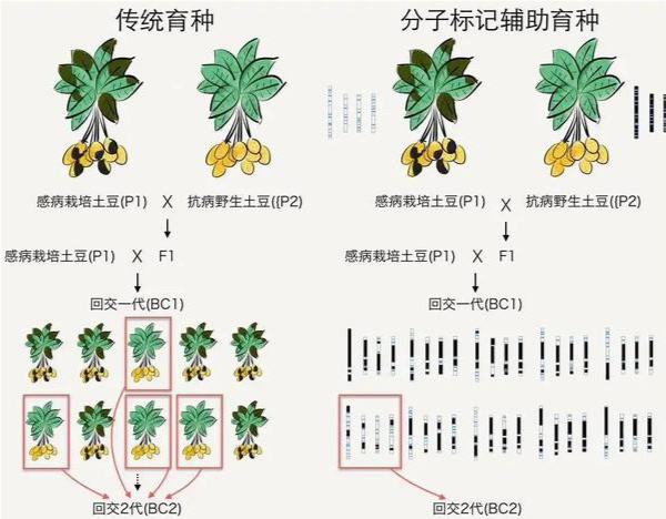 人類不會近親繁殖,那