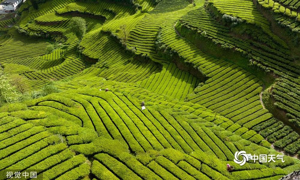 图为成都邛崃夹关万亩茶田,油菜花田和茶园相衬.