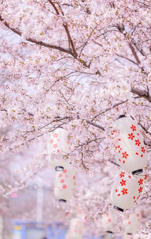 太火了烟台这片樱花海灿烂绽放强势霸屏美出圈