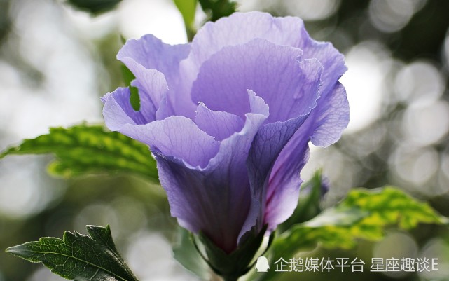 4月16日 22日爱情运势 桃花逆袭 红鸾心动的四大星座 爱情运势 桃花 星座运势