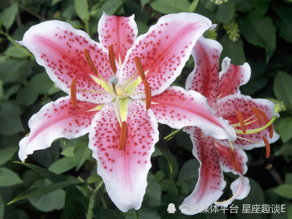 4月16日 22日星座运势 勤能补拙 喜讯频传的四大星座 天天看点