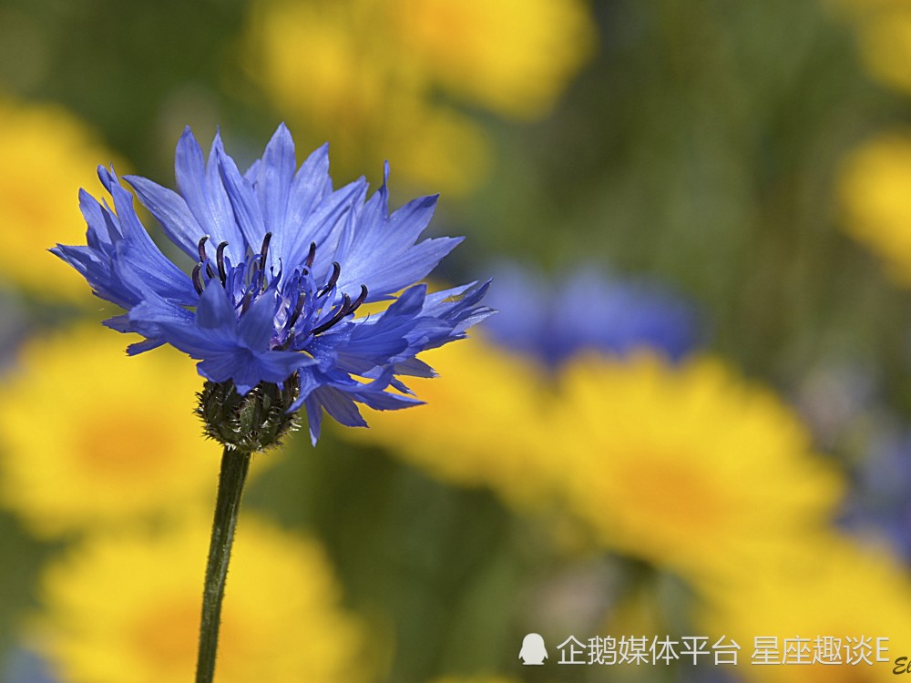 4月16日 22日星座运势 勤能补拙 喜讯频传的四大星座 天天看点