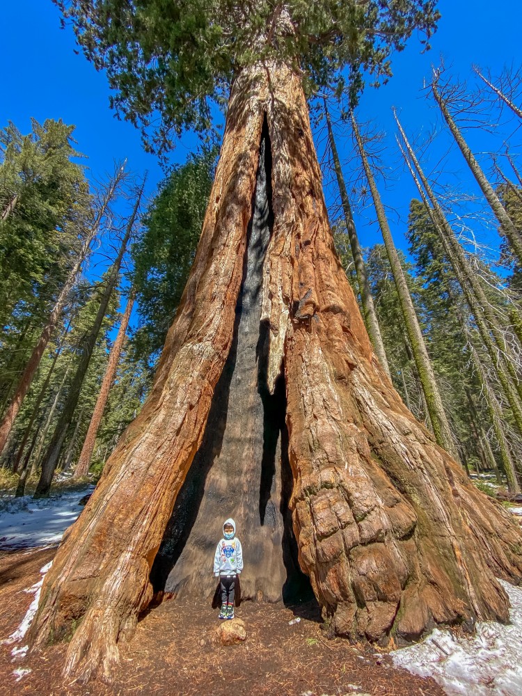美国红杉国家公园发现地球上最大的树木景色令人惊叹不已