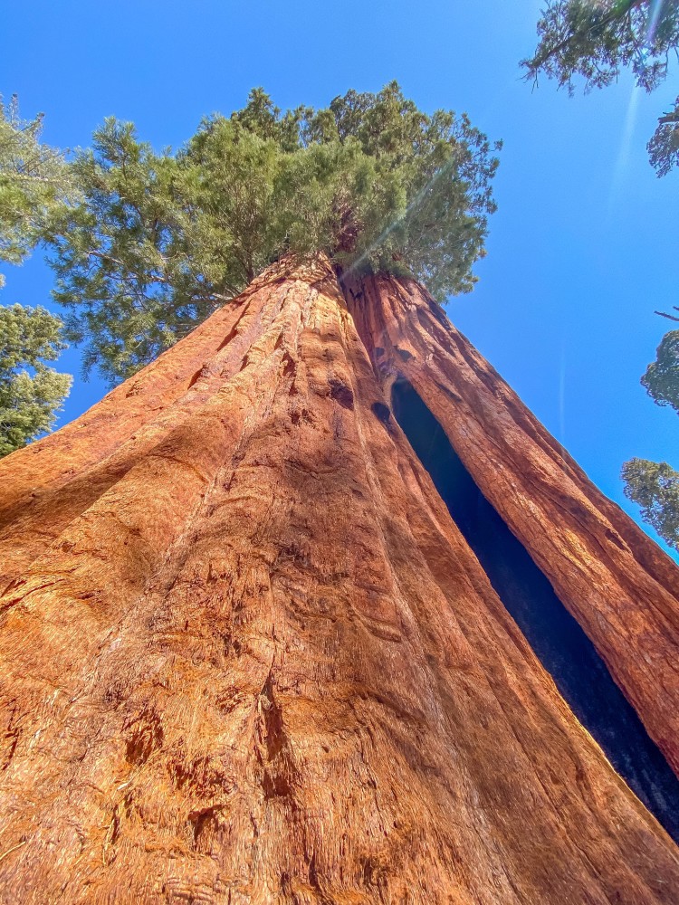 美国红杉国家公园发现地球上最大的树木景色令人惊叹不已