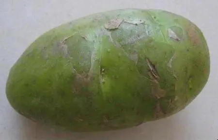 囤的土豆发芽了直接扔别急还有机会抢救一下