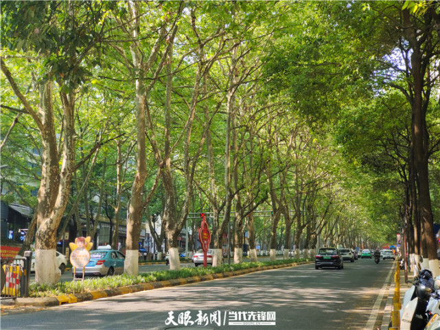 大城市的小森林贵阳宝山路上法国梧桐树间的时光记忆