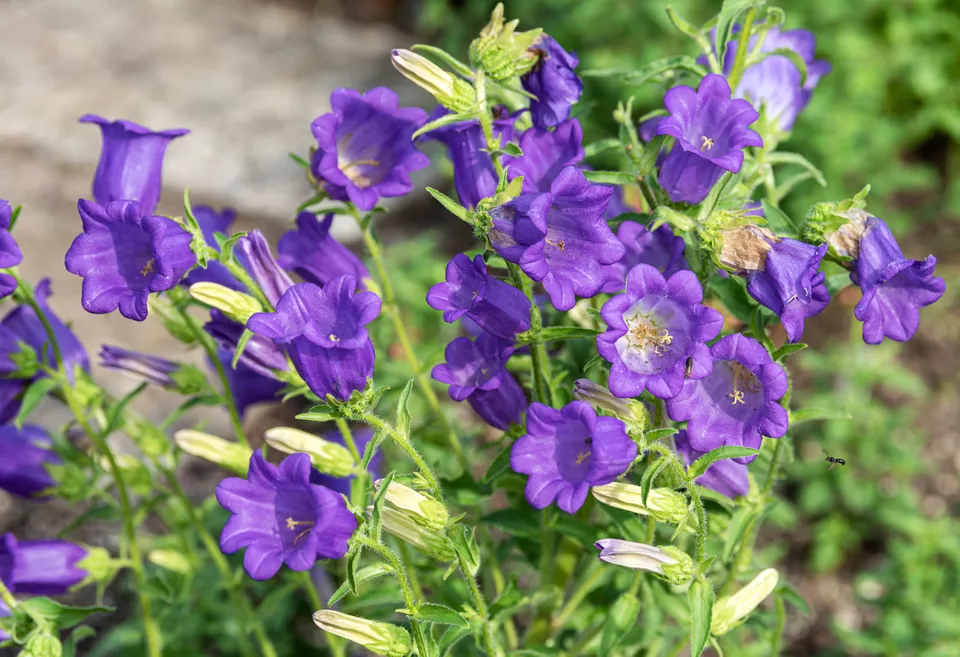 30种适合种植的紫色花卉 优雅浪漫又神秘 超有气质 腾讯新闻