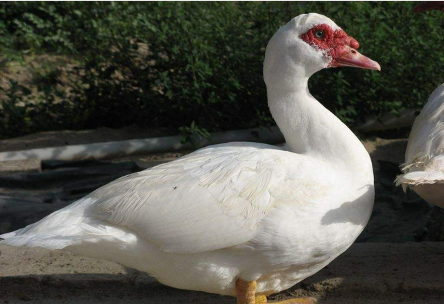 杂交|鸭子|骡鸭|养殖|宋春海