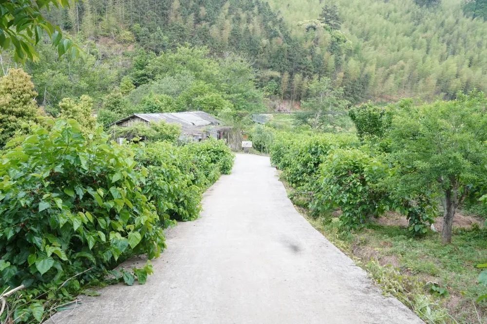 在建瓯市房道镇上庠村的桑小园,春之味又有什么品种呢?