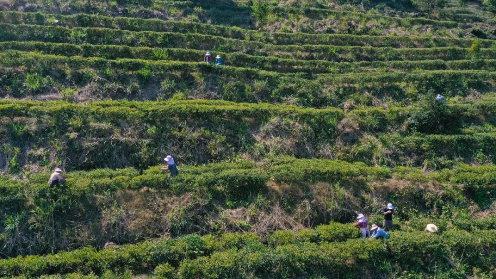 黄练镇有着悠久的种茶历史盛产,是覃塘毛尖茶主产地之一,现有茶园面积