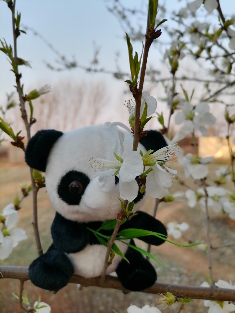 Spring In Shenyang春面桃花 棋盘山麓风景壁纸 腾讯新闻