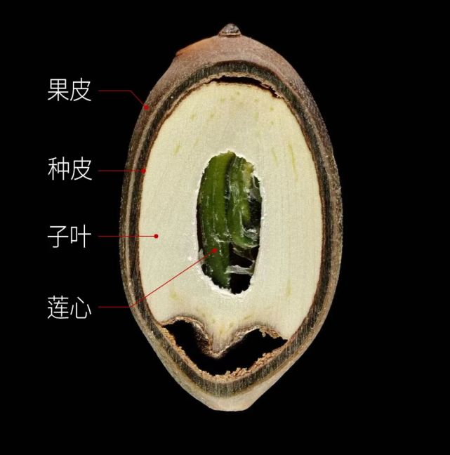 一粒莲子如何变身成荷花,宅家期间探寻一下?