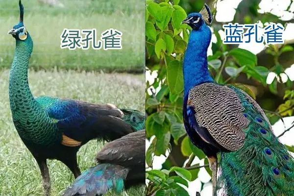 这个四月,我们把绿孔雀和它的故事搬进了商场