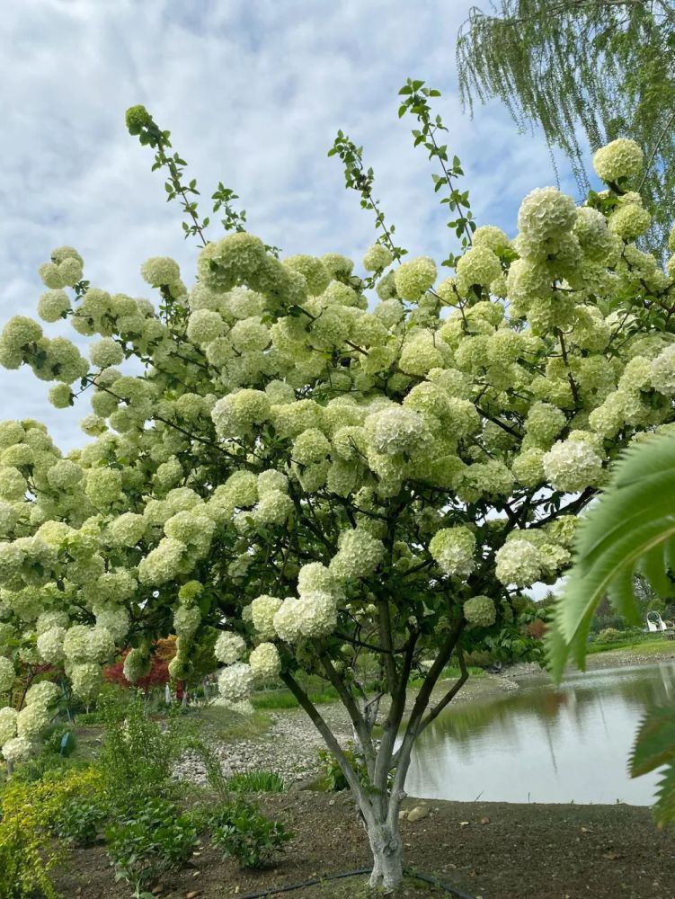 中华木绣球(中华木绣球花语及寓意)