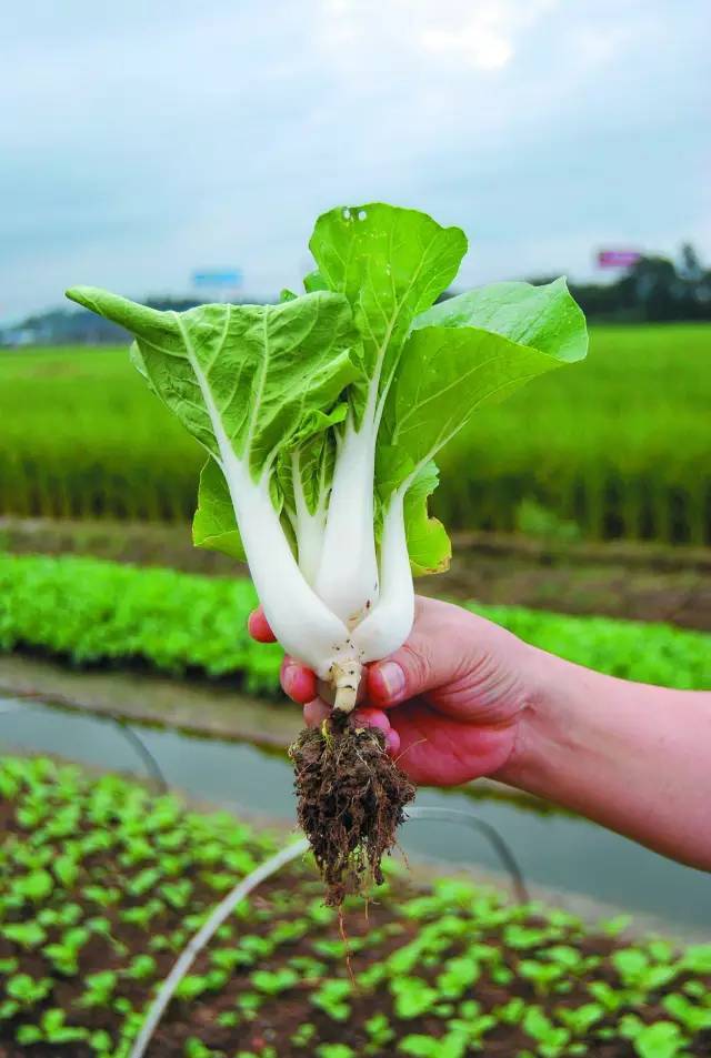 大白菜的根茎叶图图片