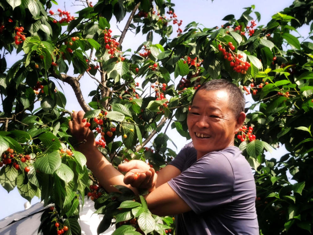 成都樱桃采摘基地图片