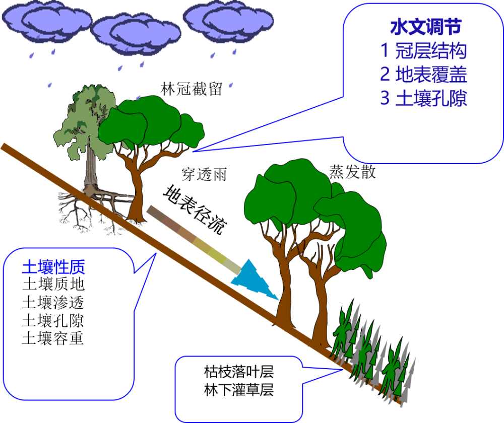 地上的林冠层,形成第一次截留;林下灌木,草本植物层为第二次截留,林地