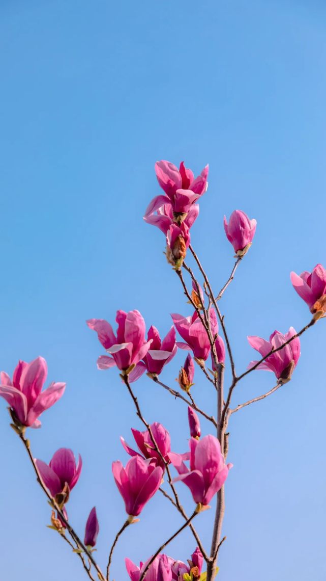 分享一组关于春天的手机壁纸