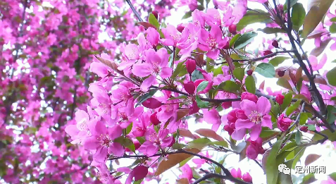 海棠花苗木