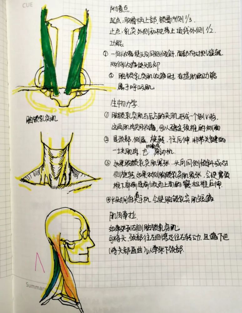 肌肉與解剖二胸鎖乳突肌