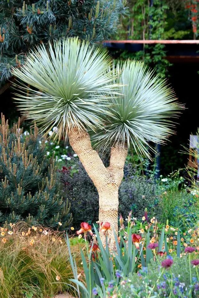 yucca rostrata丝兰(天门冬科)又名鸟喙丝兰,银丝兰,北美丝兰,听名字