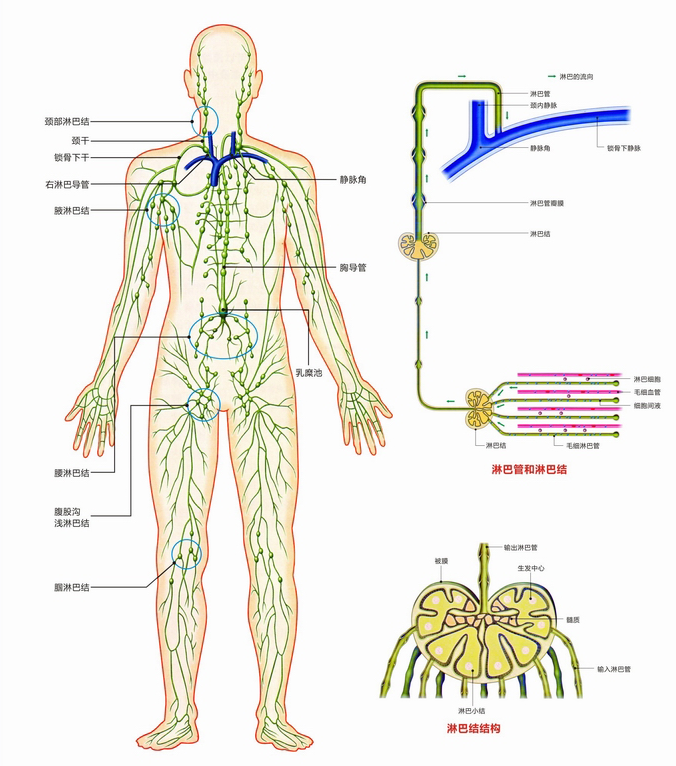 淋巴系统分布图高清图片