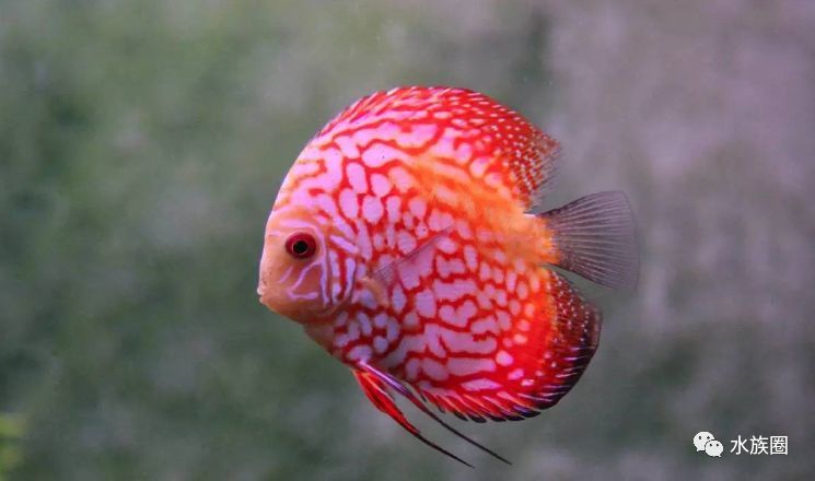 亚马逊河里孕育的生命热带鱼之王