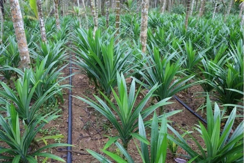 斑兰苗在槟榔树下生长万宁市围绕绿色发展理念,提倡