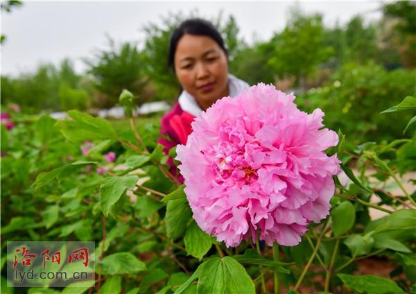 西南牡丹金腰楼在洛首次开花