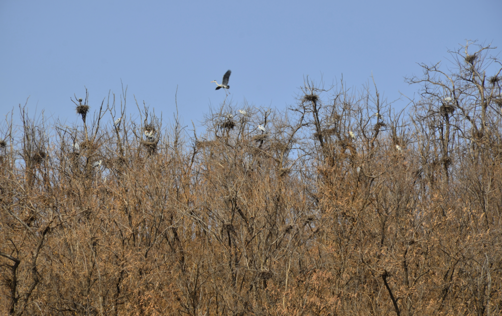 现场｜候鸟回归，北京密云水库观测到今年首批雏鸟