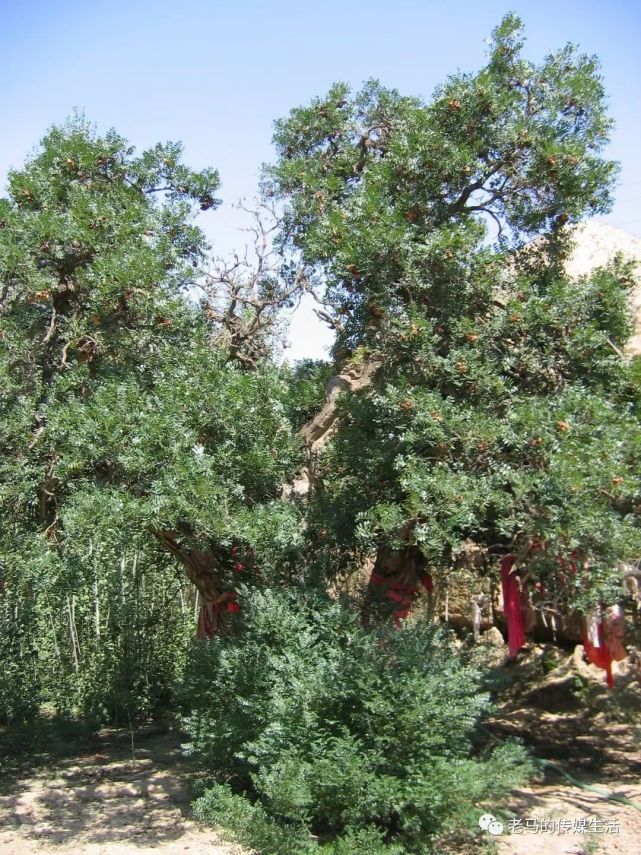 乃家台子古树碑记