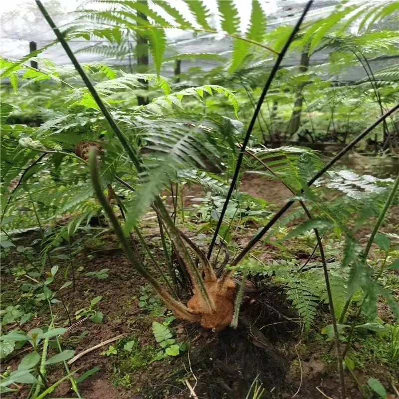 平安信使群众举报网店违法销售金毛狗蕨警方7小时破案