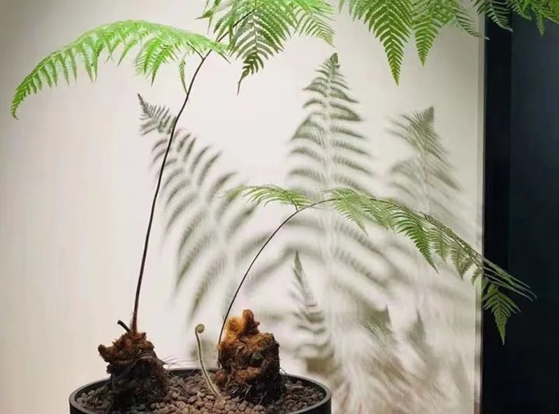 平安信使群众举报网店违法销售金毛狗蕨警方7小时破案