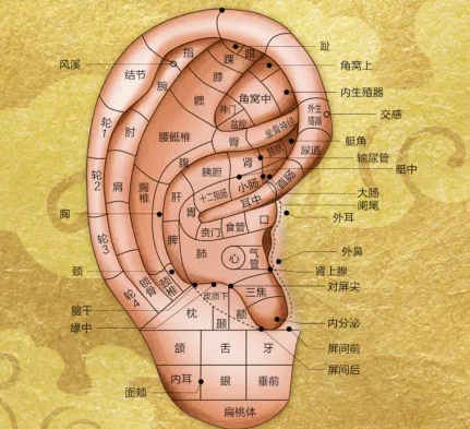 每天捏捏它,通經絡養五臟!疾病少了身體好了!