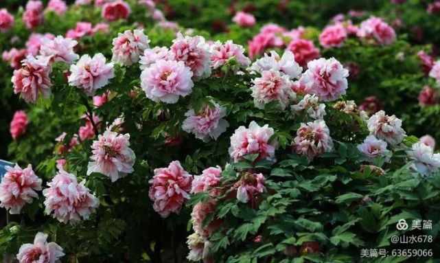 牡丹花品冠群芳 百花之中她为王 品冠