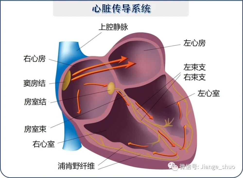 心脏电信号从右心房的窦房结发出,经过传导束传递到左右心房和左右