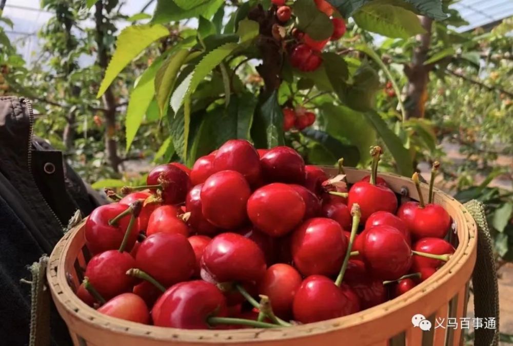 真鲜义马程村社区大棚樱桃成熟红丢丢的老诱人啦