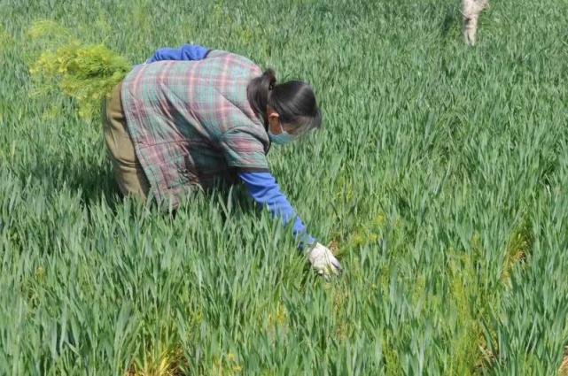 2022年4月15日,山东省淄博市淄川区寨里镇葫芦台村农民正在麦田里拔草