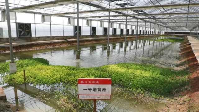 基地里,文和友先后投放100多万尾虾苗,一年可产出10到12万斤小龙虾