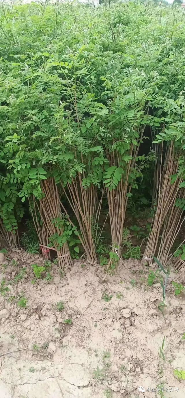 乡情散文老家的紫穗槐