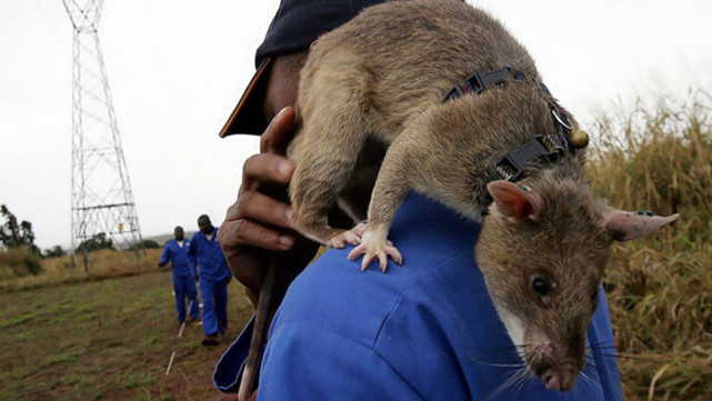 那些被核辐射变异后的巨型老鼠,太可怕啦
