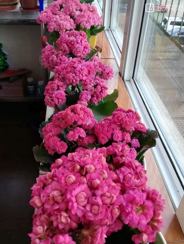 老花匠养长寿花的小妙招 简单操作一盆变10盆 一次开花上百朵 长寿花 植株 花卉