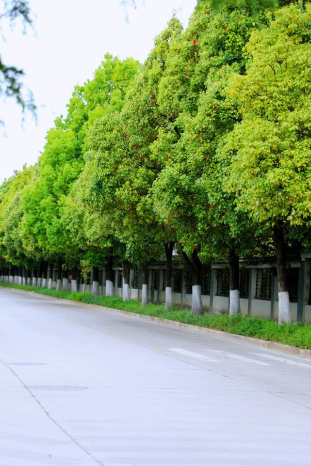 藏在绿化带里的风景