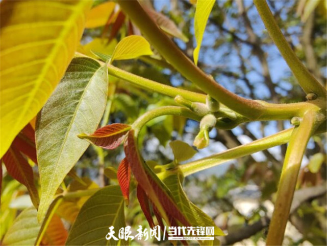 核桃樹是綠色開花植物,有核桃雄花和核桃雌花.