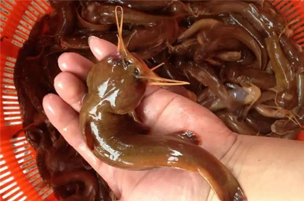 农村人更常叫的是"石爬子""爬爬鱼",这种鱼类喜爱湿热环境,一般生活在