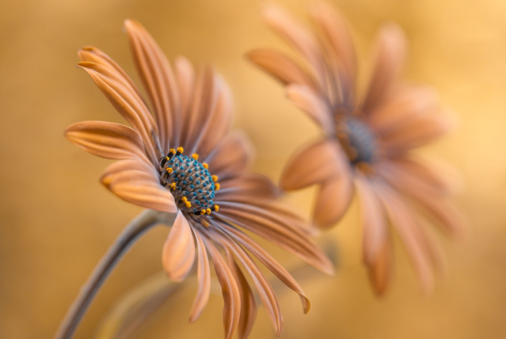 4月16日 5月日 吉星照佛 运势加强 正横财齐聚的生肖 天天看点