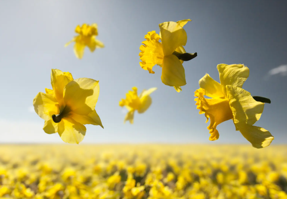 4月16日 5月日 吉星照佛 运势加强 正横财齐聚的生肖 天天看点