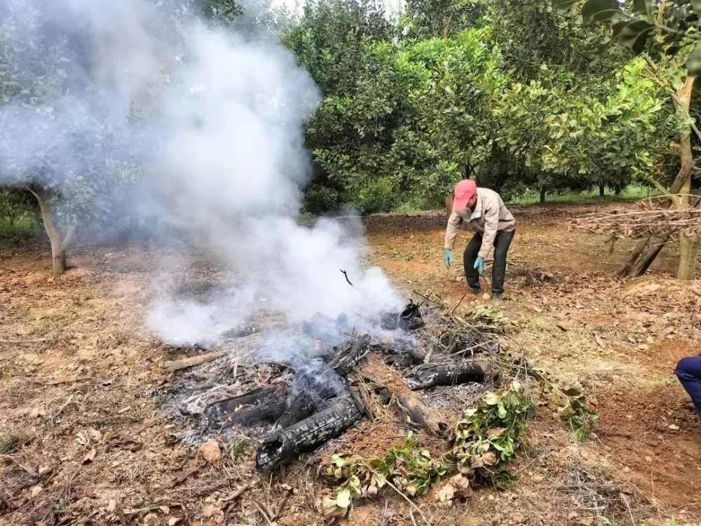 曝光芒市这些露天焚烧秸秆的人