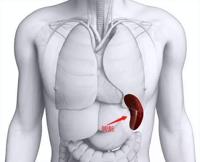 脾脏长在人体的左上腹部,正好被我们的肋骨挡住,所以体检的时候经常说