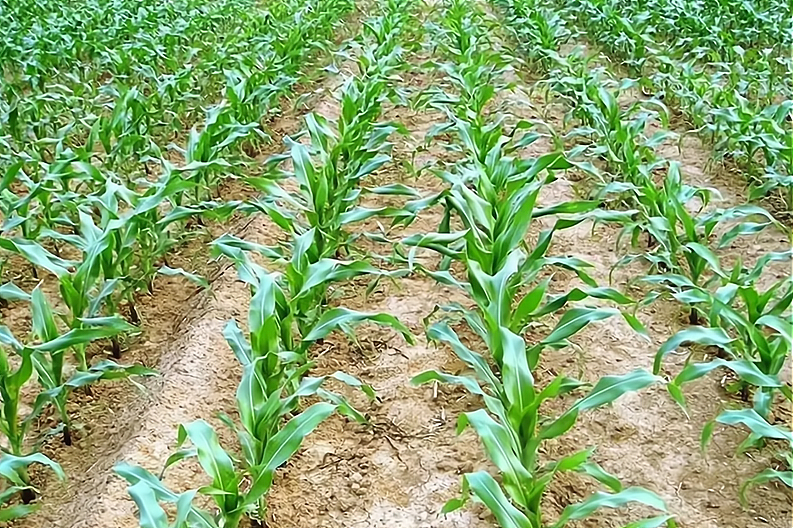 春玉米如何一播全苗老农分享6个技巧玉米长势健壮出苗好